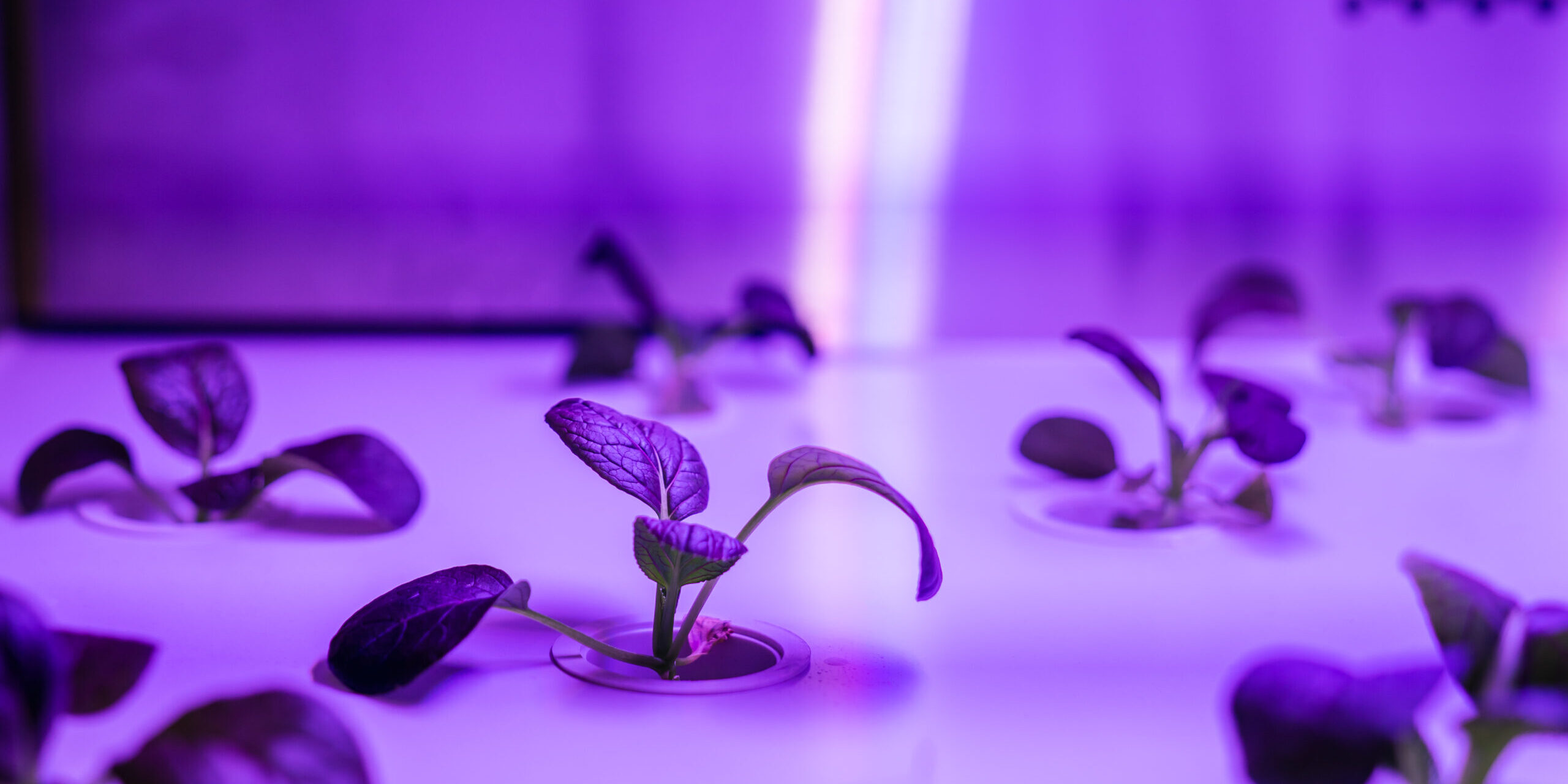 Organic hydroponic vegetable grow with LED Light Indoor farm, Agriculture Technology.